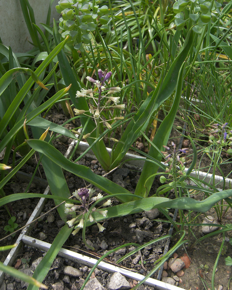 Image of Bellevalia modesta specimen.