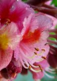Aesculus × carnea. Цветок. Украина, г. Киев, Южная Борщаговка, ул. Булгакова. 8 мая 2010 г.