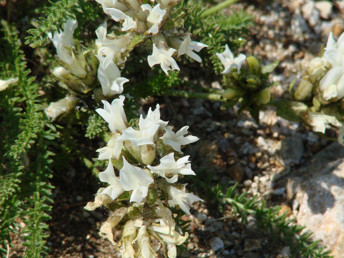 Image of Oxytropis muricata specimen.