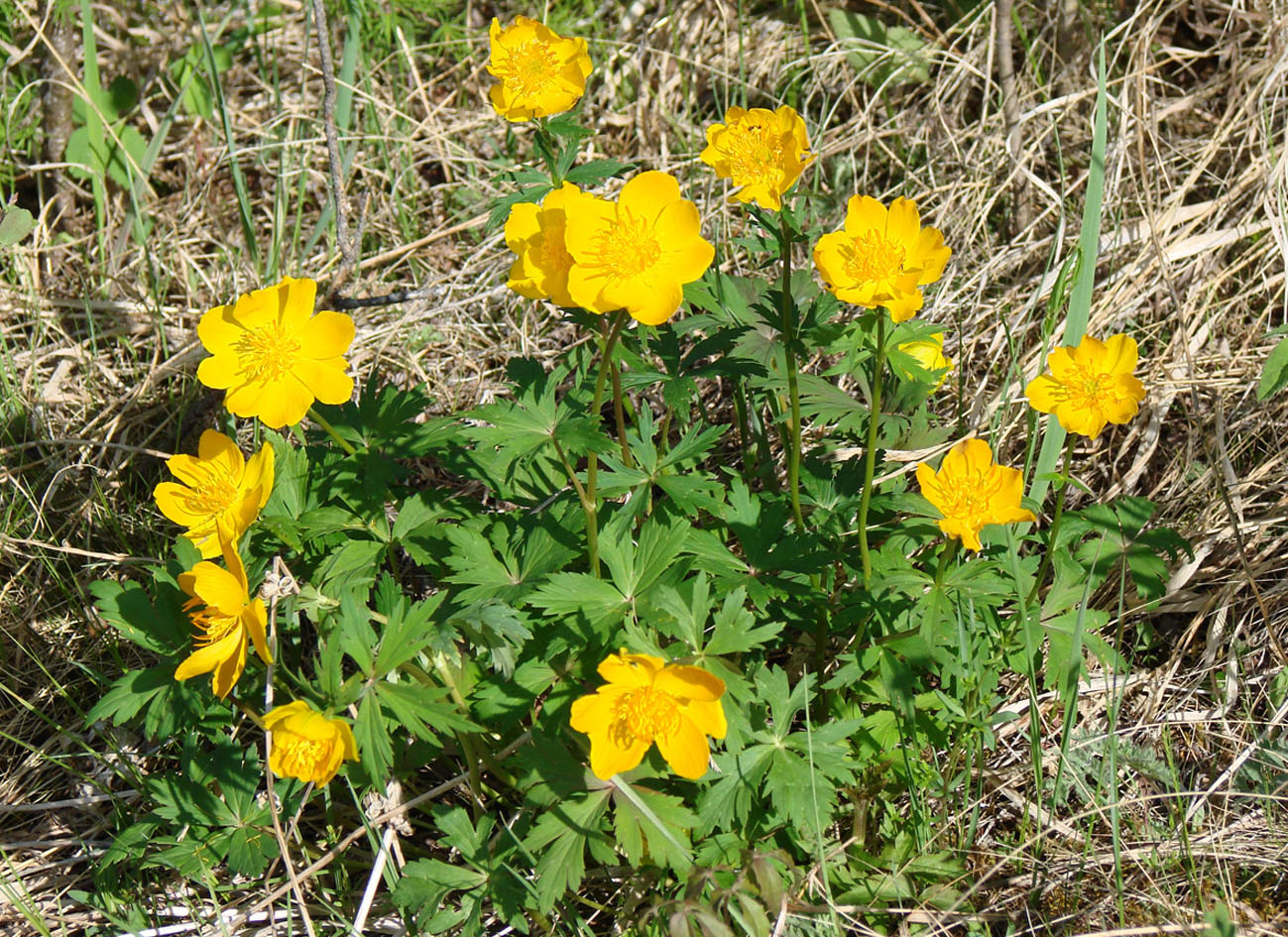 Изображение особи Trollius ledebourii.