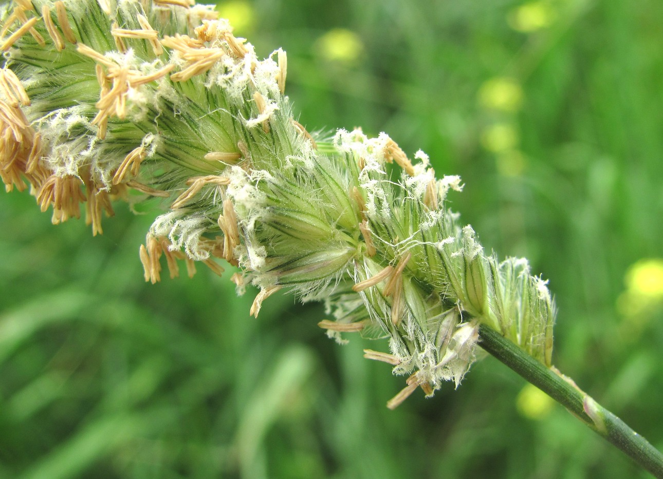 Image of Alopecurus arundinaceus specimen.