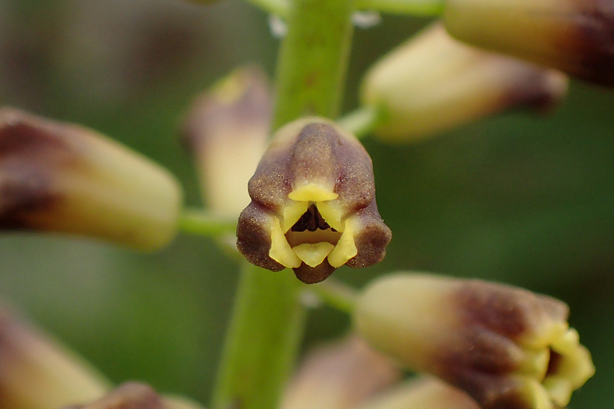 Image of genus Leopoldia specimen.