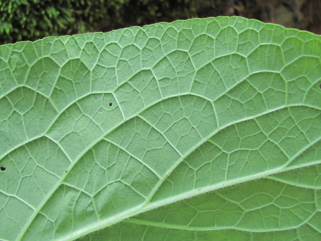 Image of Symphytum tauricum specimen.