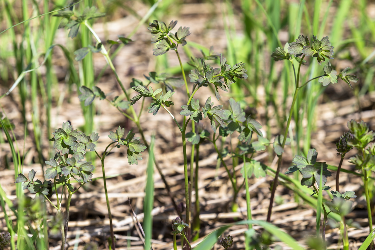 Image of Thalictrum flavum specimen.