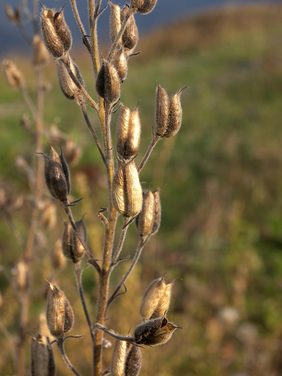 Image of Delphinium speciosum specimen.