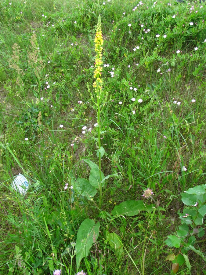 Изображение особи Verbascum nigrum.