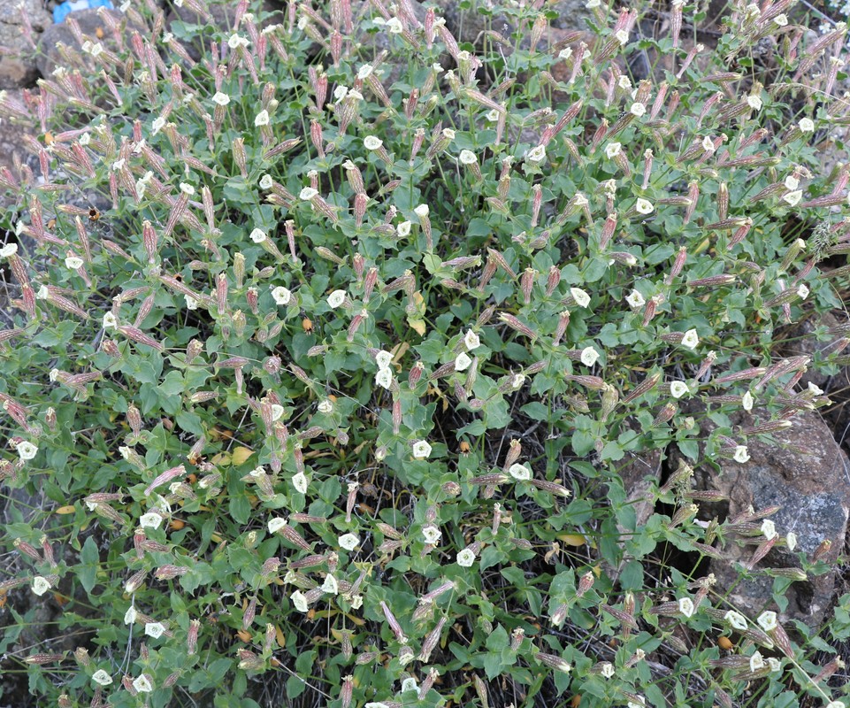 Image of Silene commelinifolia specimen.