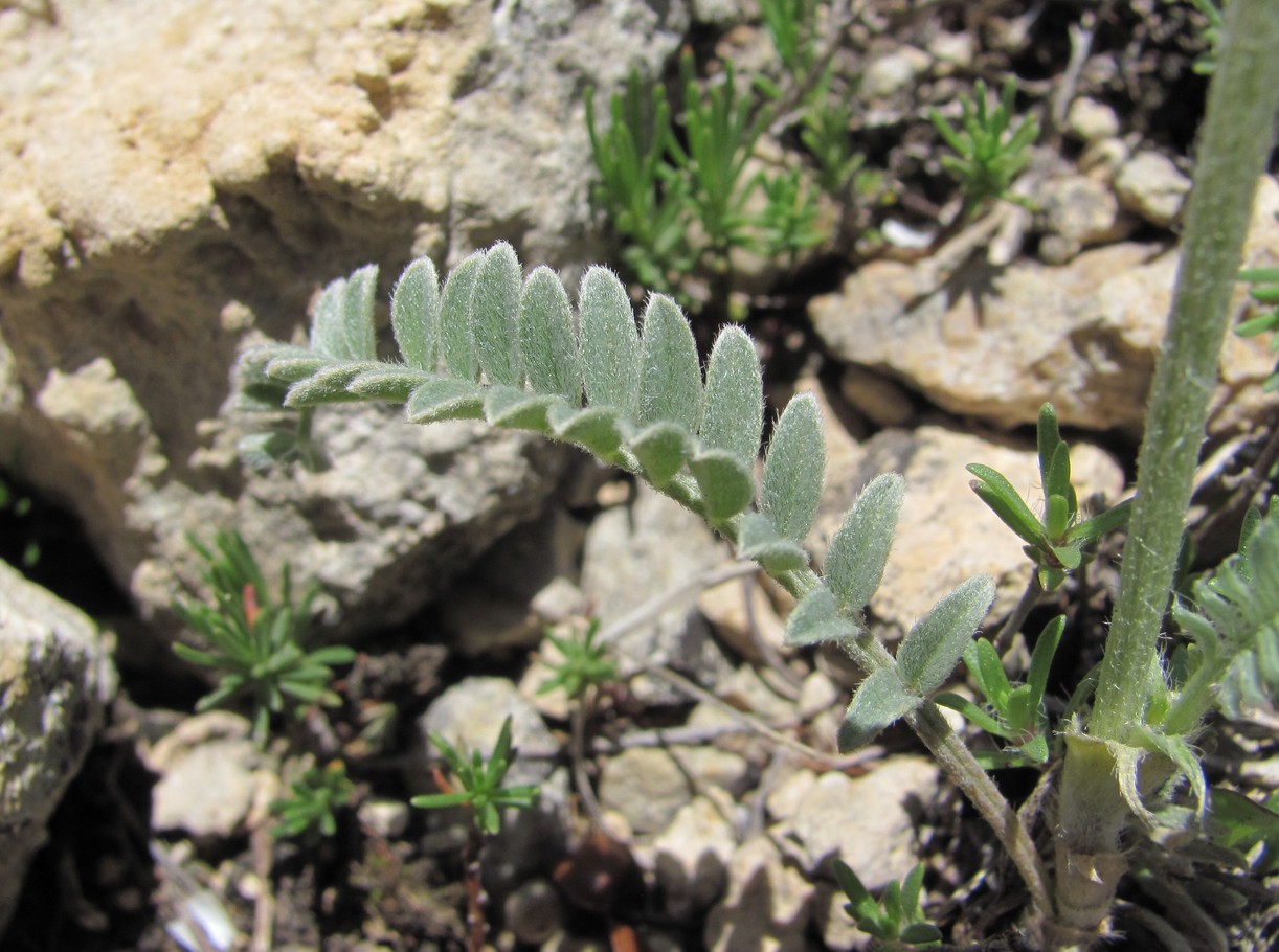 Image of Astragalus onobrychioides specimen.