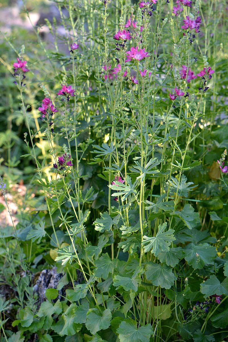 Image of Sidalcea malviflora specimen.