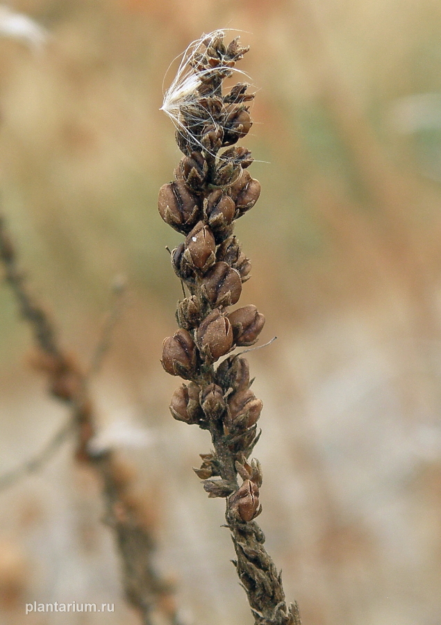 Image of Veronica barrelieri specimen.