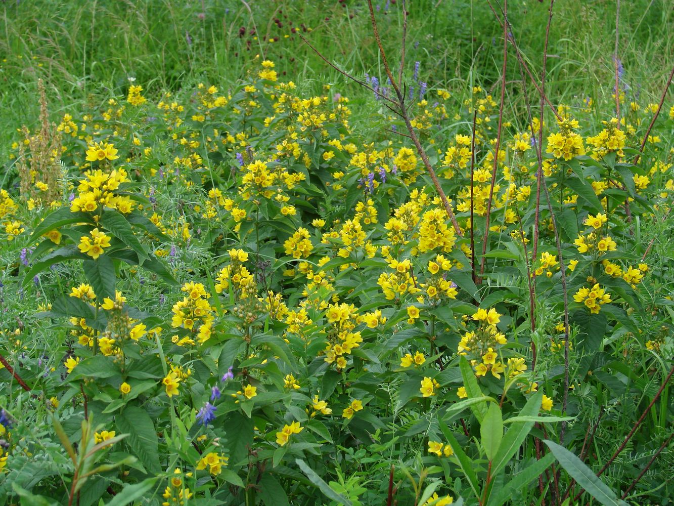 Image of Lysimachia vulgaris specimen.