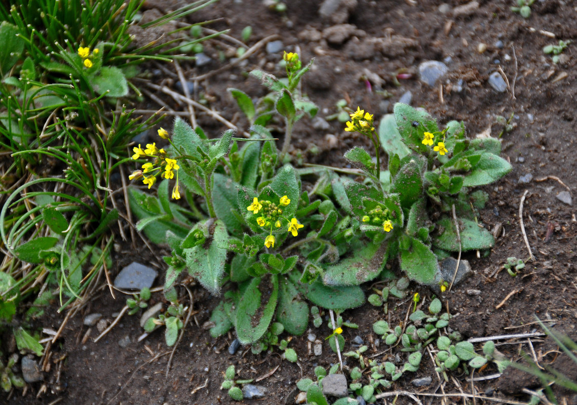 Image of Draba nemorosa specimen.