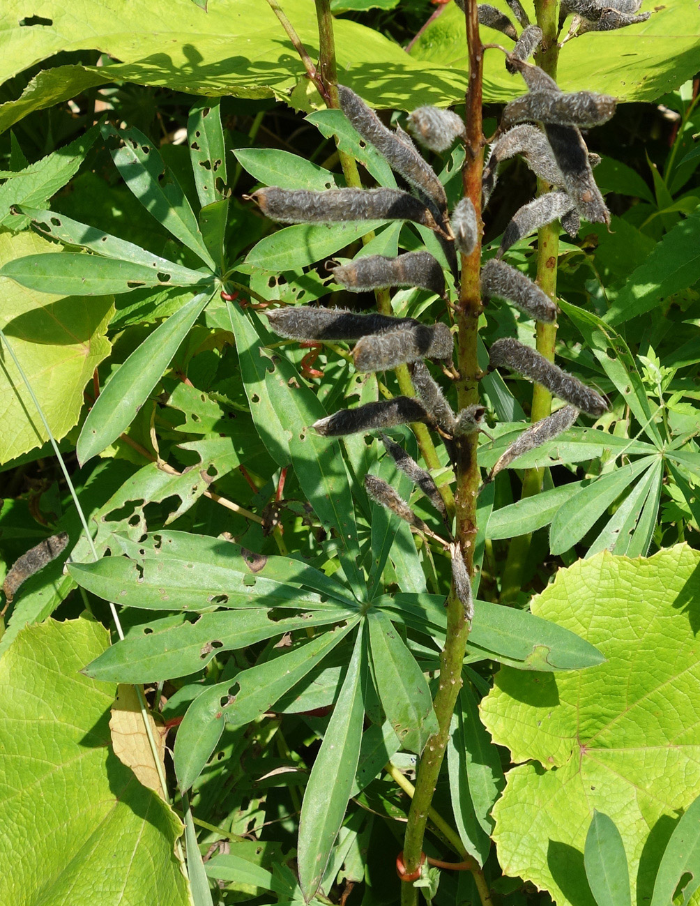 Image of Lupinus nootkatensis specimen.