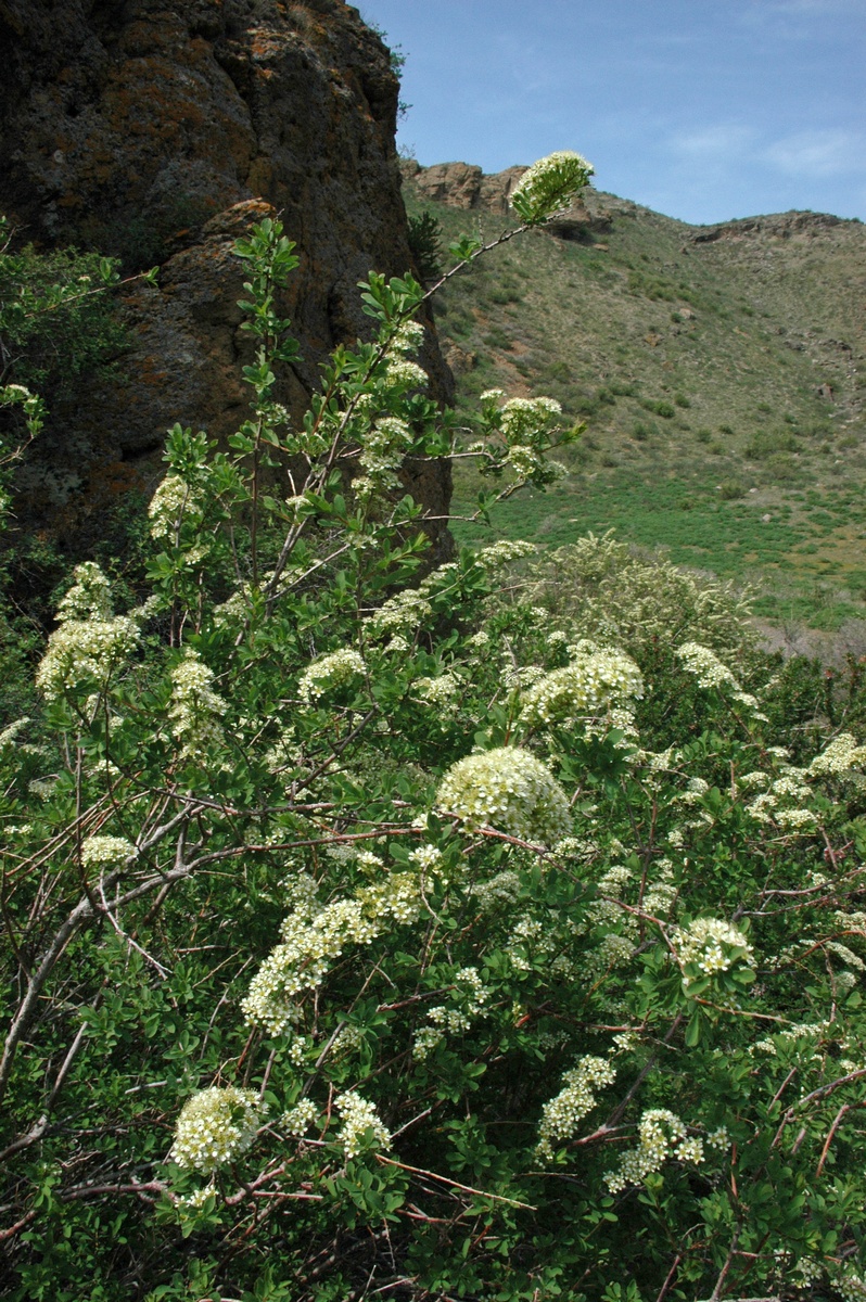 Image of Spiraea hypericifolia specimen.