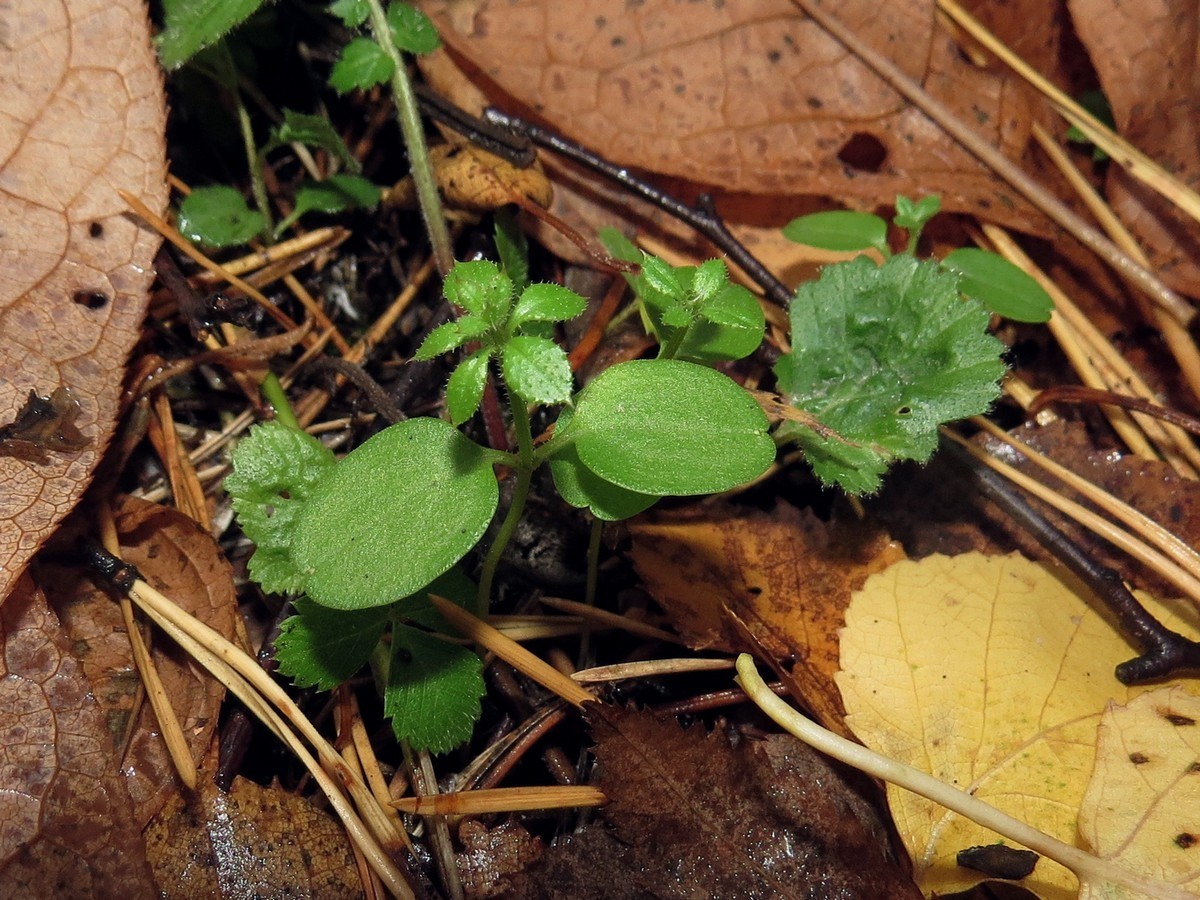 Image of Galium aparine specimen.