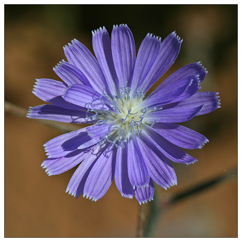 Image of Lactuca tatarica specimen.