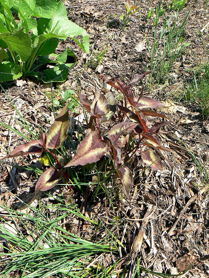 Image of Persicaria microcephala specimen.