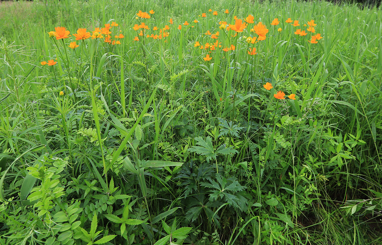 Изображение особи Trollius macropetalus.