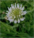 Trifolium repens