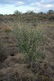 Astragalus macrocladus