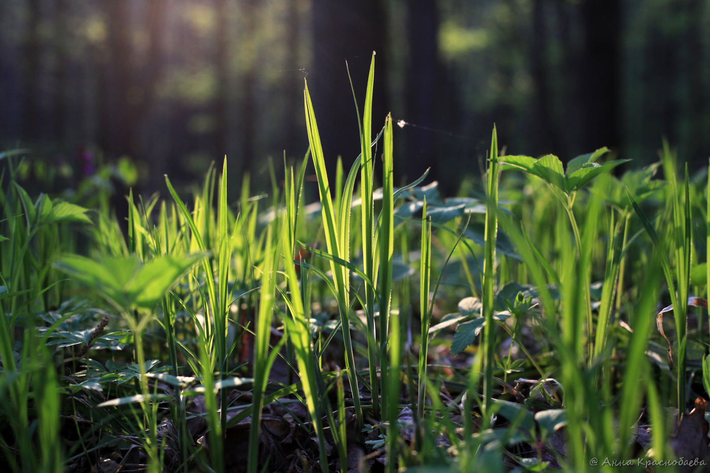 Изображение особи Carex pilosa.