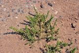 Amaranthus albus. Вегетирующее растение. Калмыкия, Лаганский р-н, г. Лагань, пустырь. 20.08.2020.