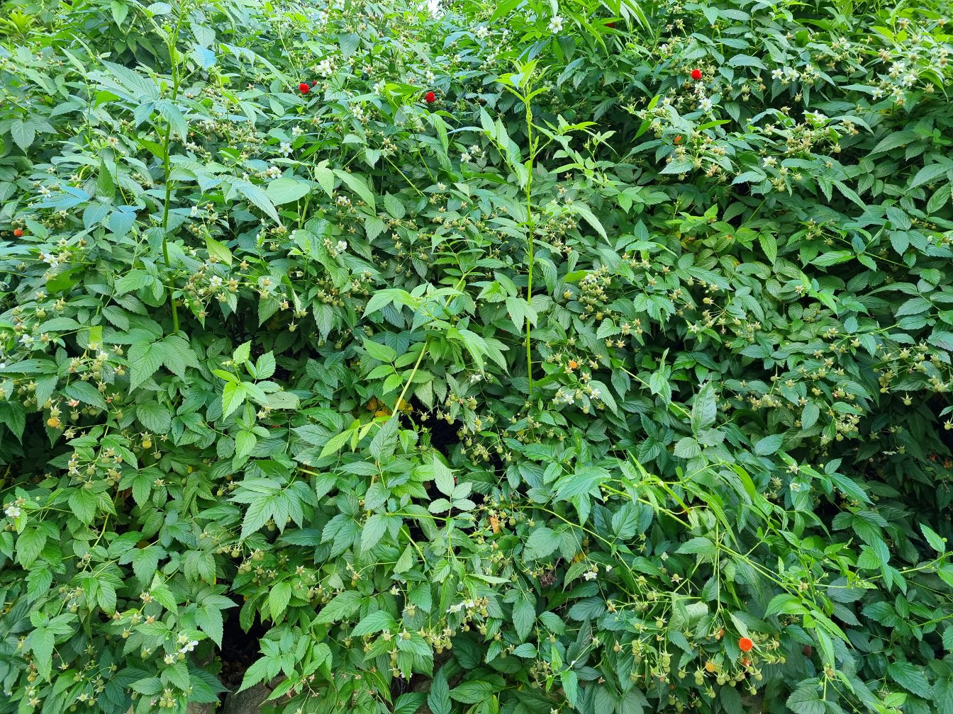 Изображение особи Rubus probus.