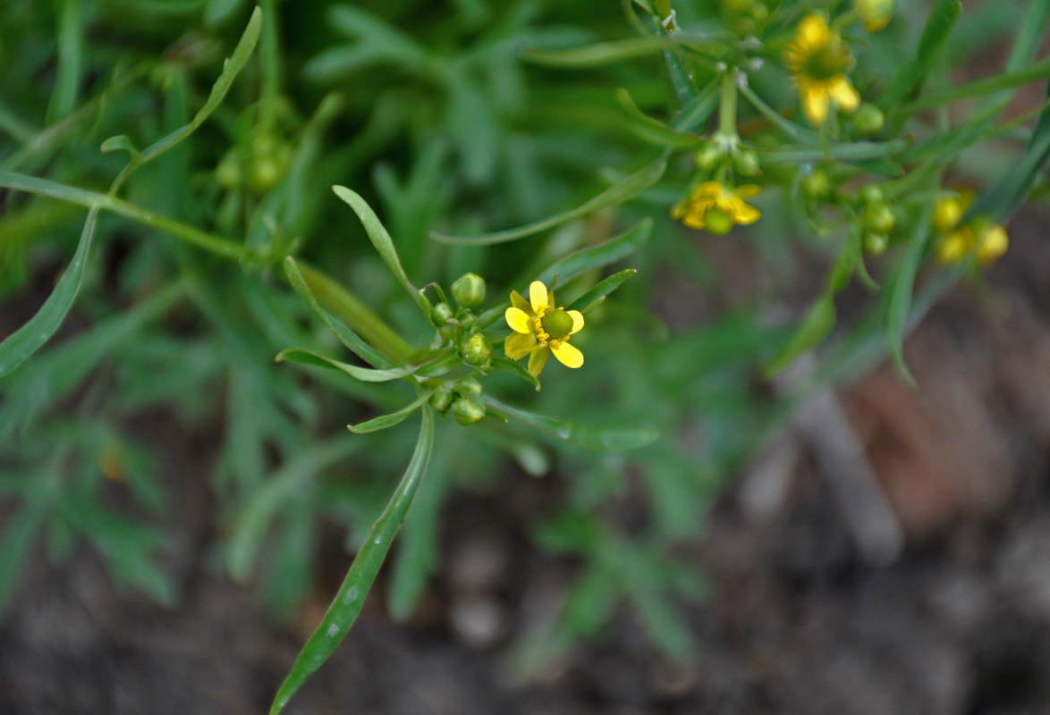 Изображение особи Ranunculus sceleratus.