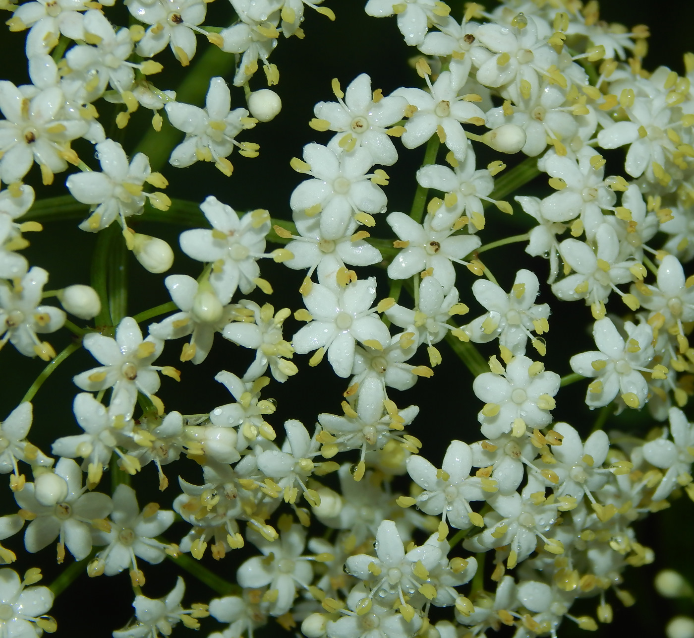 Image of Sambucus nigra f. laciniata specimen.