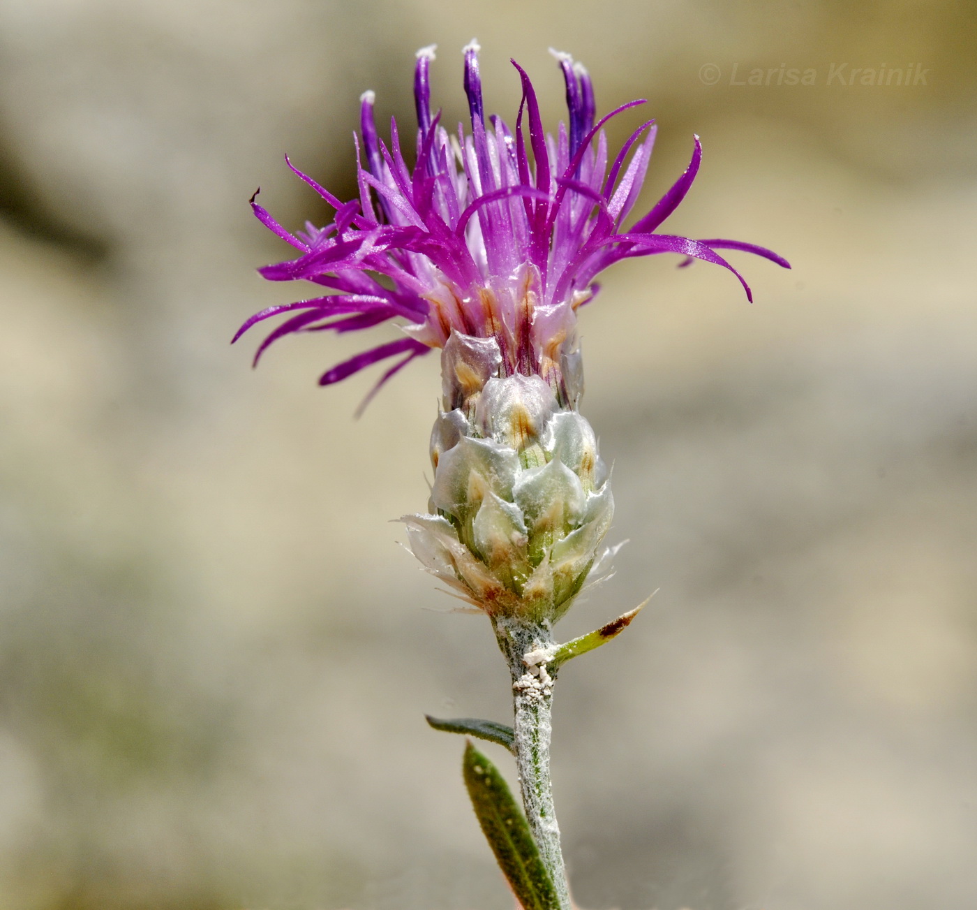 Image of Centaurea sterilis specimen.