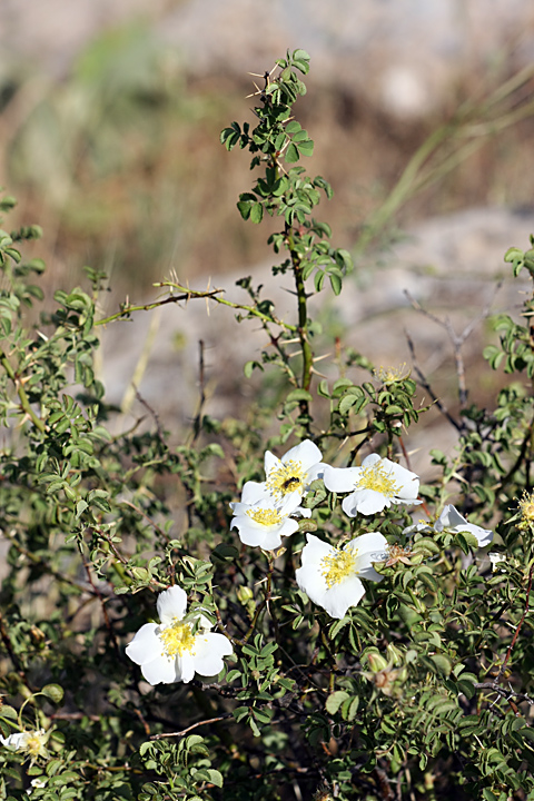 Image of Rosa nanothamnus specimen.