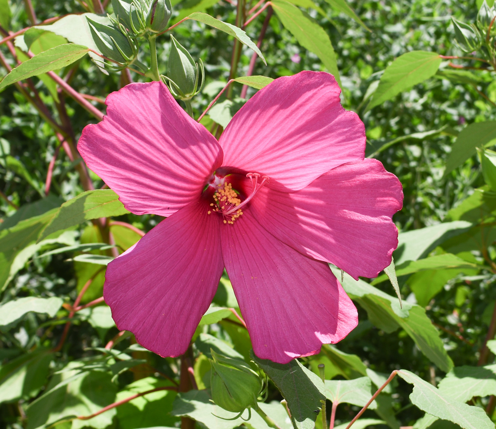 Изображение особи Hibiscus laevis.