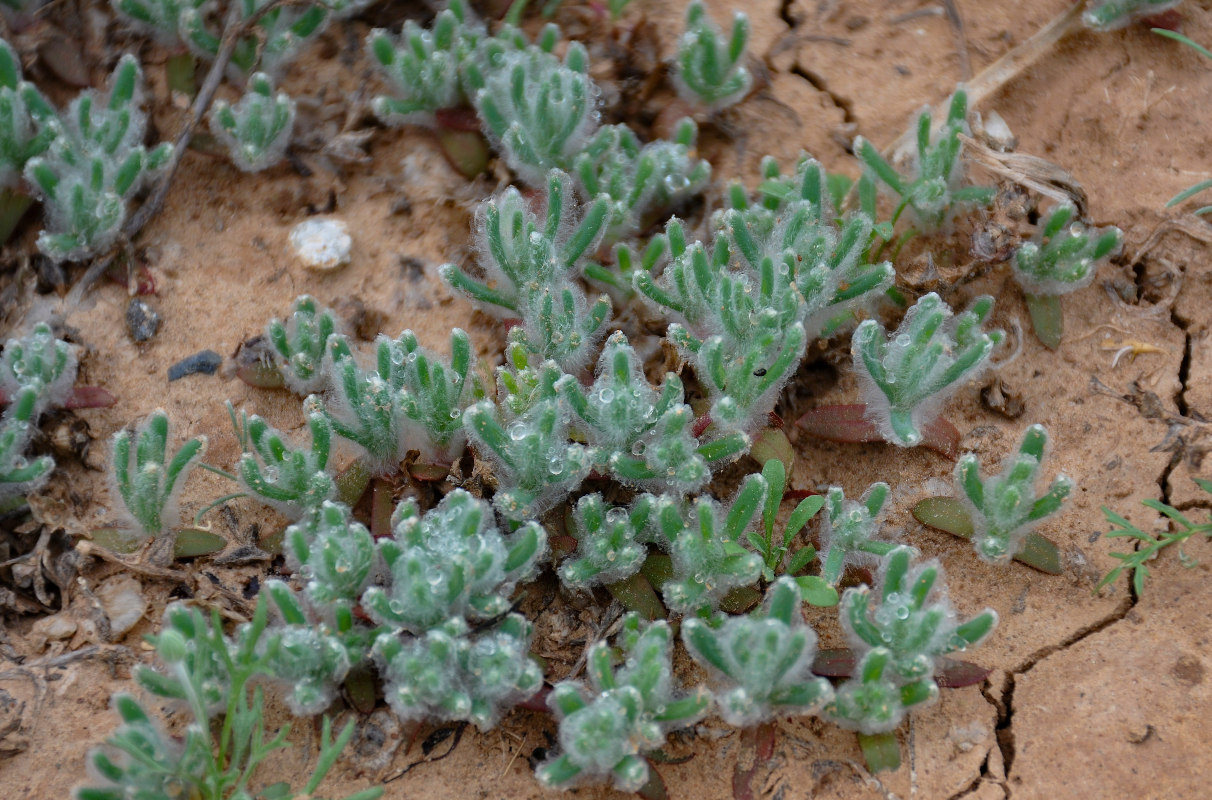 Image of Sedobassia sedoides specimen.