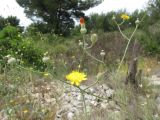 Crepis dioscoridis