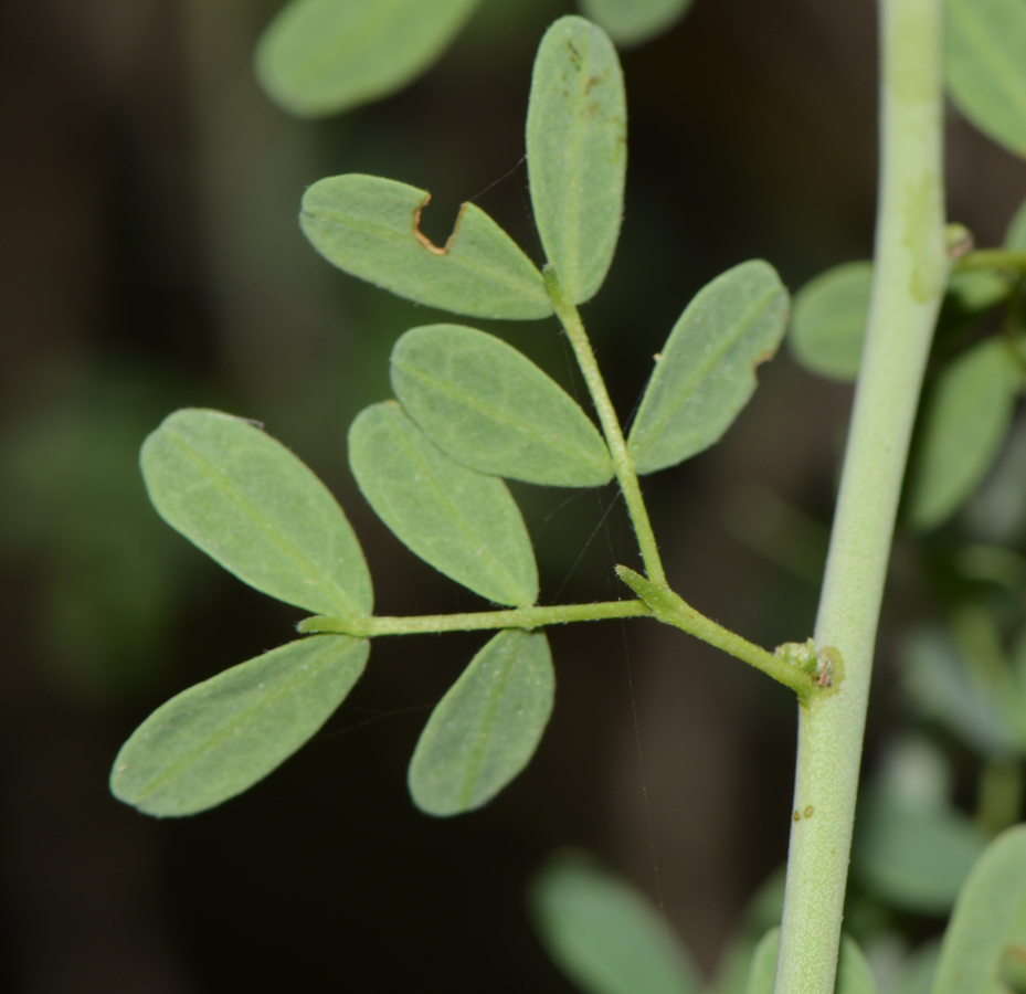 Image of Parkinsonia florida specimen.