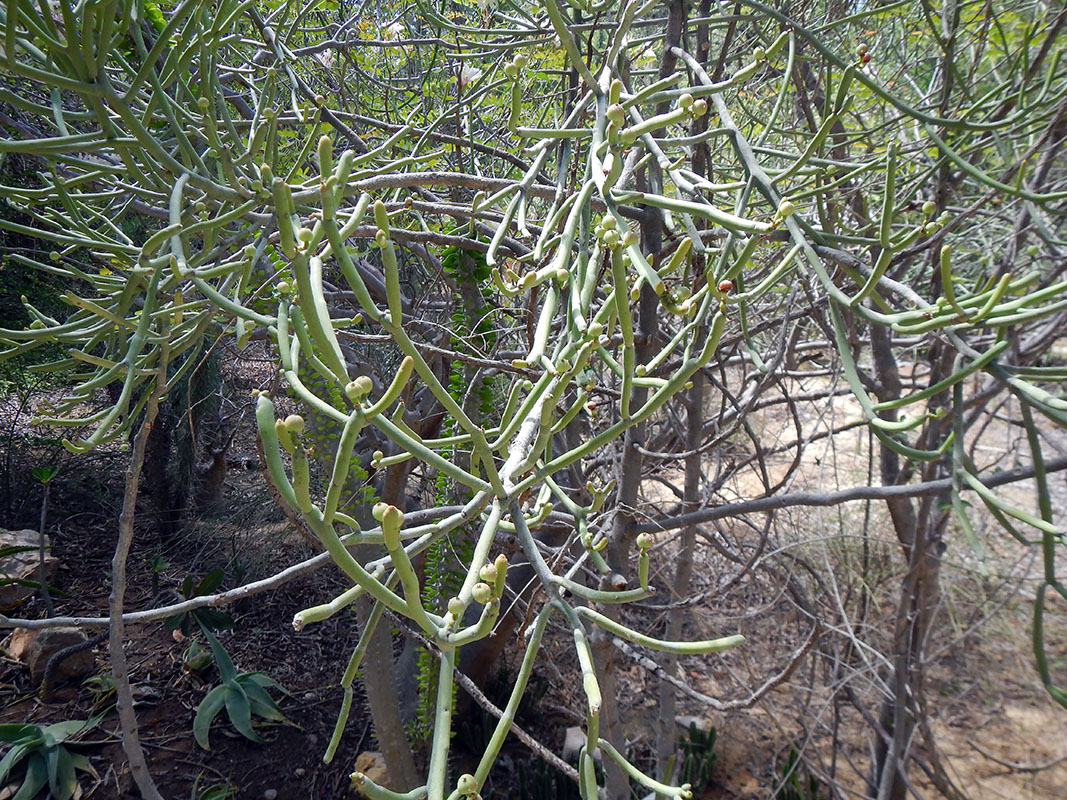 Image of genus Euphorbia specimen.