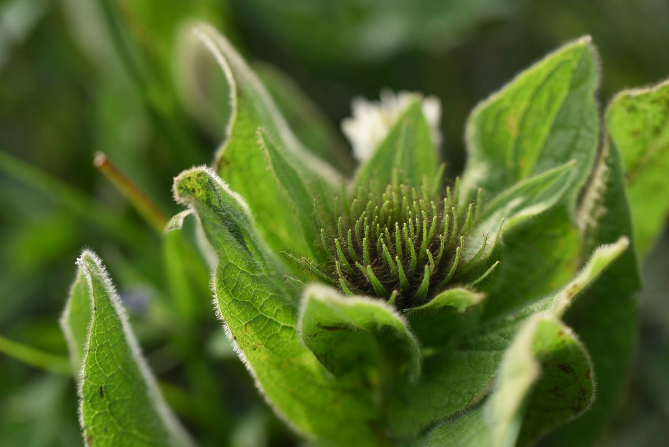 Изображение особи Inula orientalis.