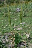 Eremurus fuscus. Плодоносящее растение. Киргизия, Джалал-Абадская обл., Западный Тянь-Шань, долина р. Афлатун, ≈ 1500 м н.у.м., луговой склон. 11.07.2022.