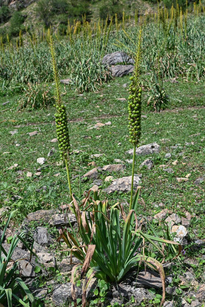 Image of Eremurus fuscus specimen.