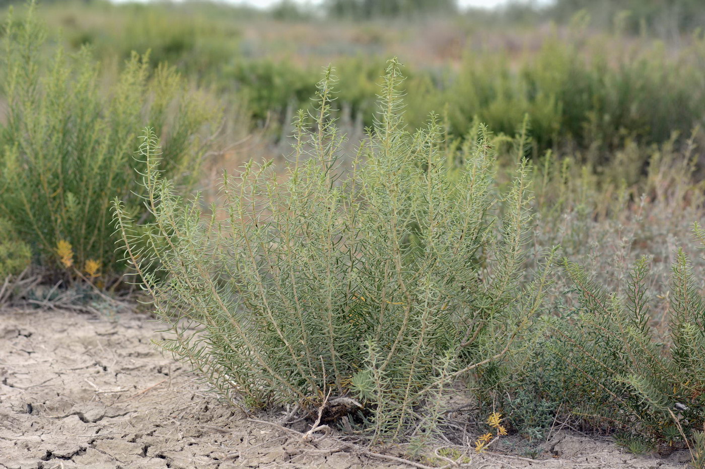 Image of familia Chenopodiaceae specimen.