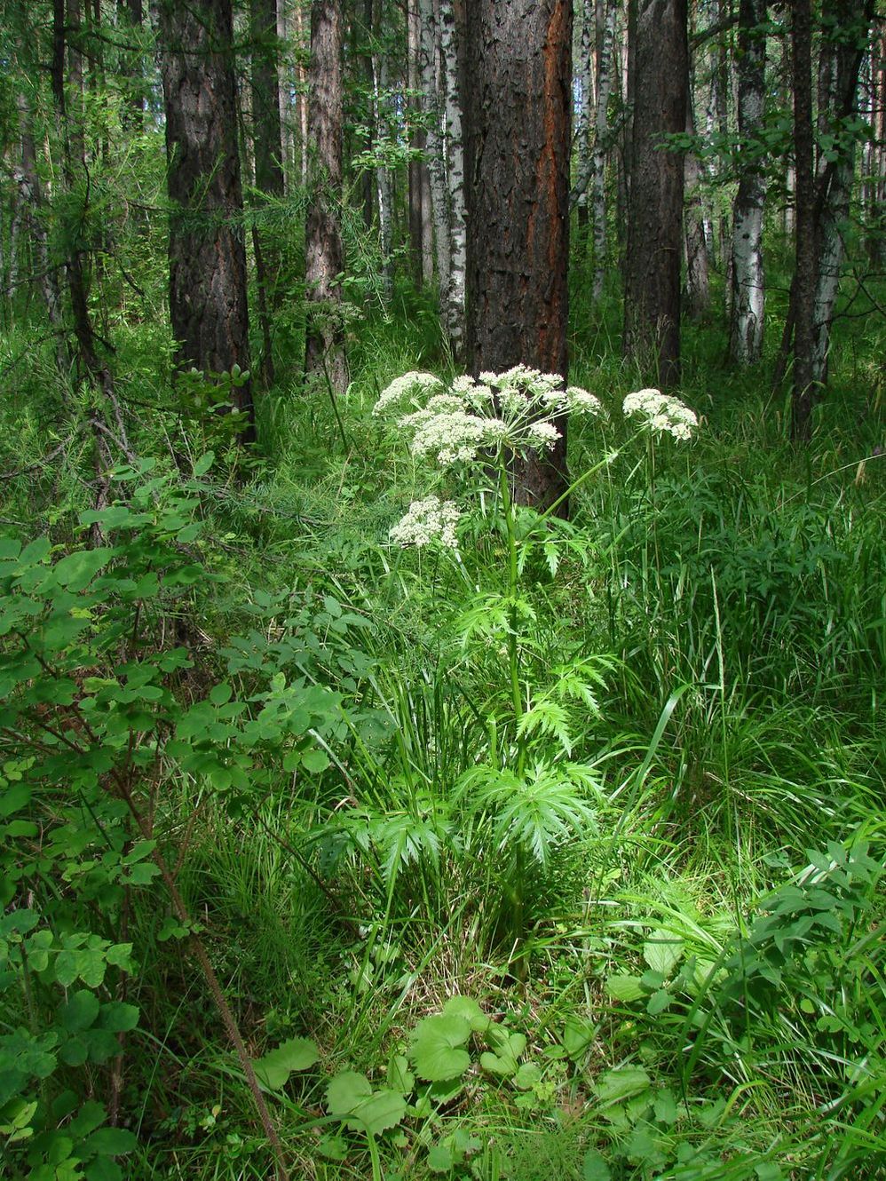 Изображение особи Pleurospermum uralense.