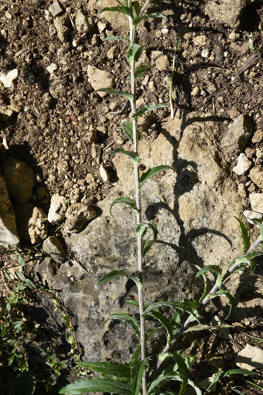 Image of Carlina vulgaris specimen.