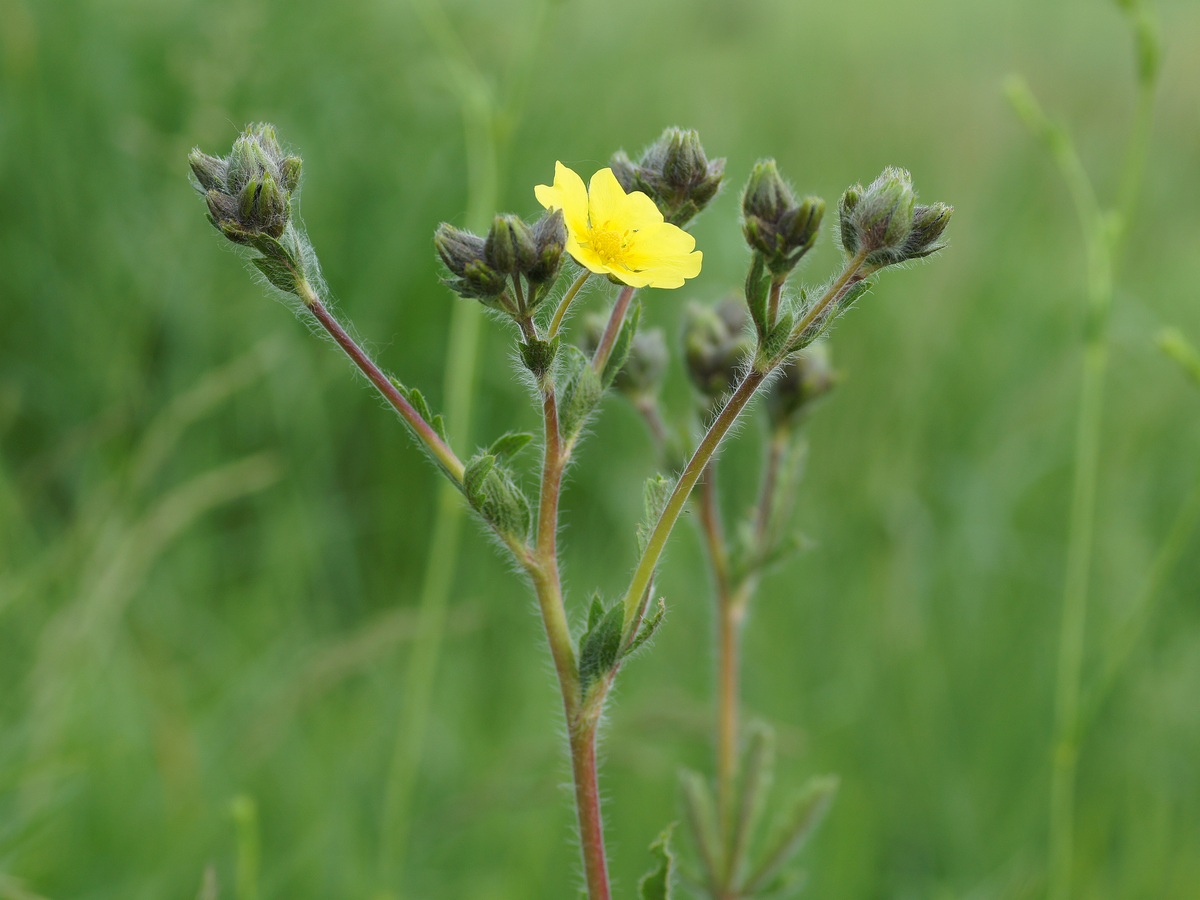 Изображение особи род Potentilla.