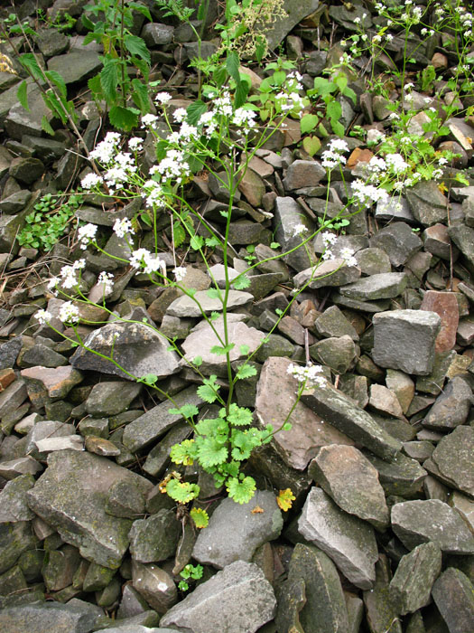 Image of Sobolewskia truncata specimen.