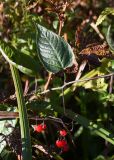 Solanum dulcamara