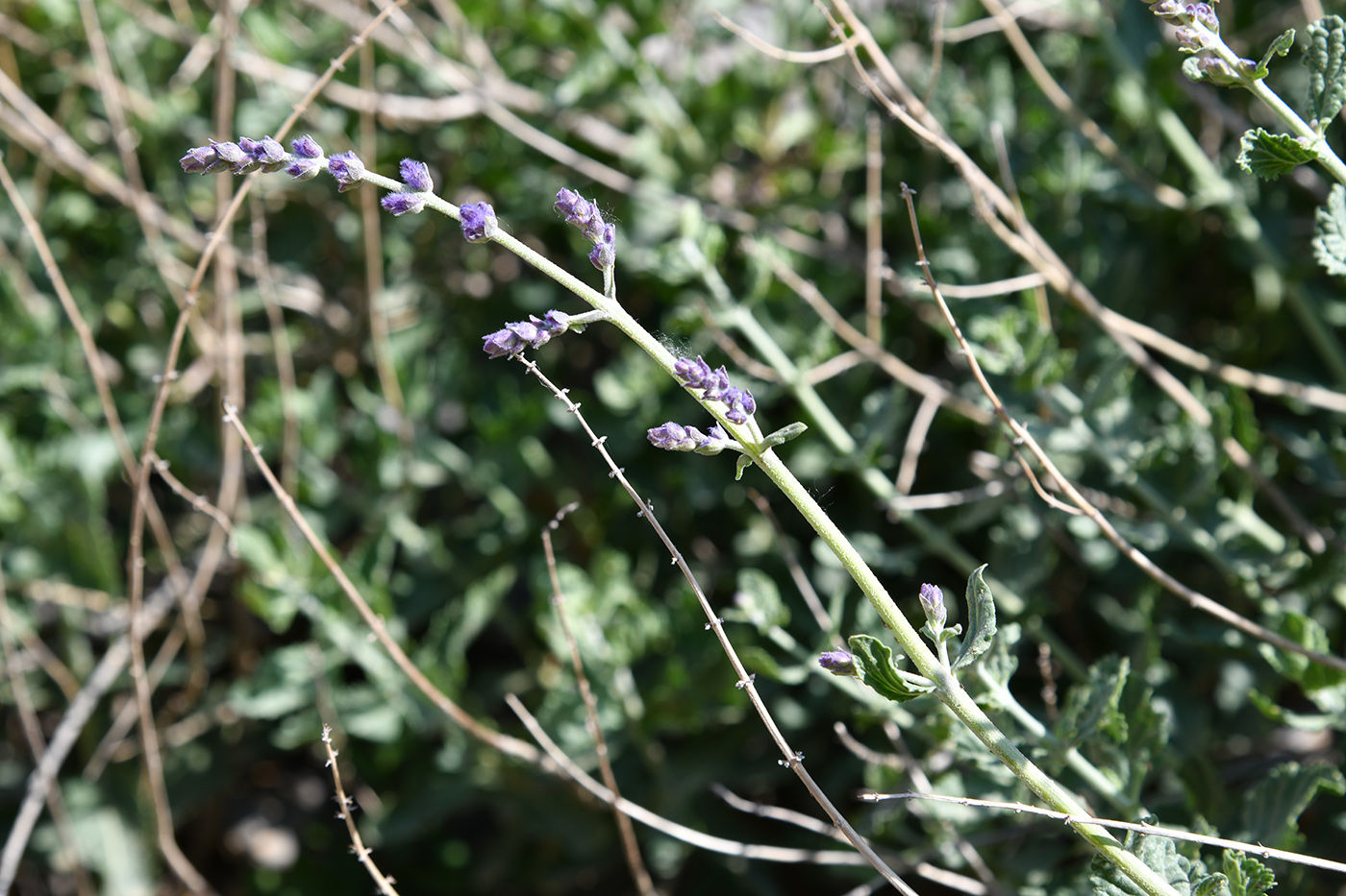 Image of Perovskia scrophulariifolia specimen.