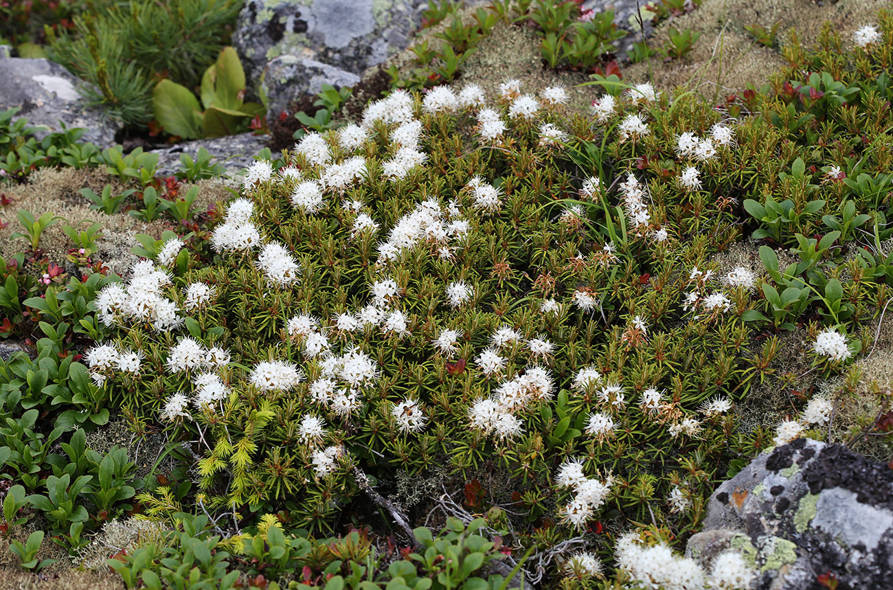 Image of Ledum decumbens specimen.