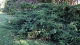 Juniperus &times; pfitzeriana