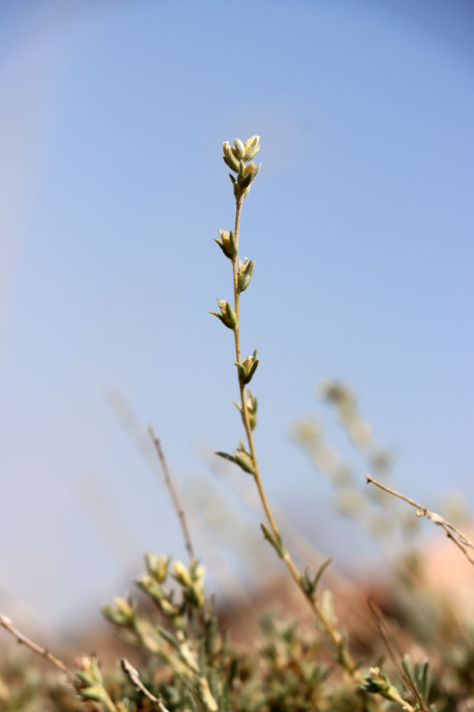 Image of Akhania canescens specimen.