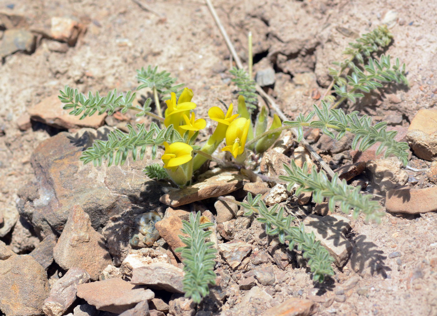 Image of Astragalus alaicus specimen.